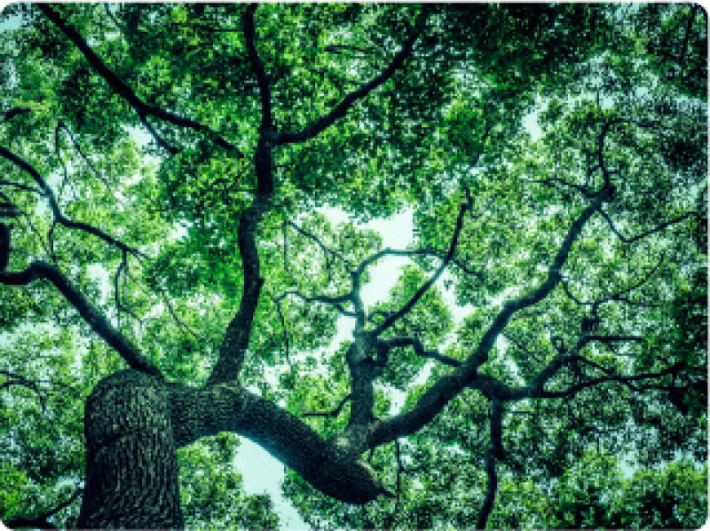 味岡グループは広葉樹の植林を推進しています